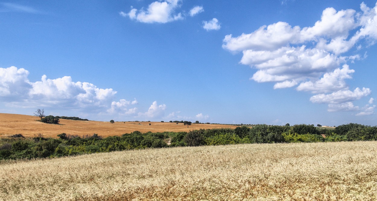 "Campos" de Juan Carlos Barilari