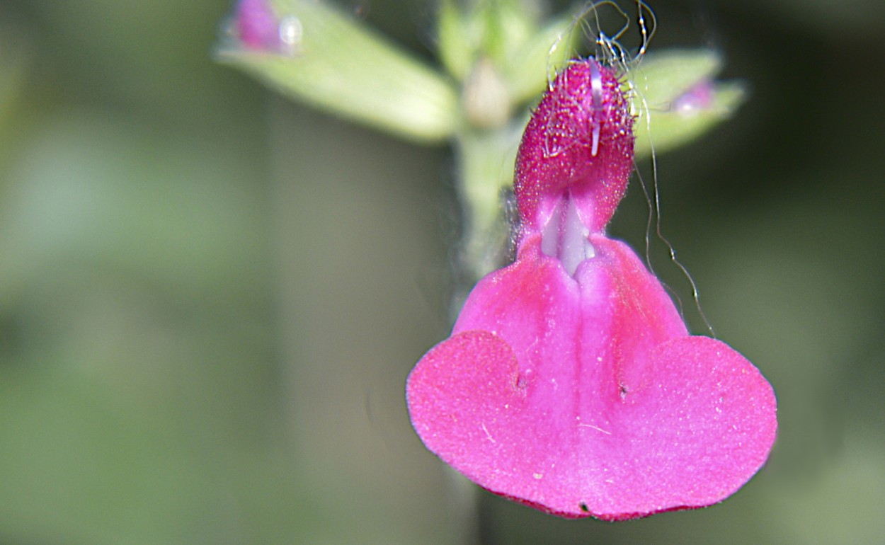 "Rosa_Flor" de Claudio H. Fioretti