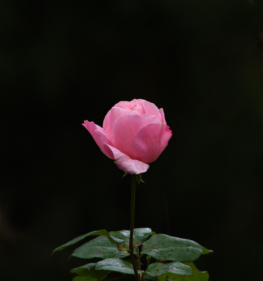 "Rosa, Rosa..." de Federico Grieco