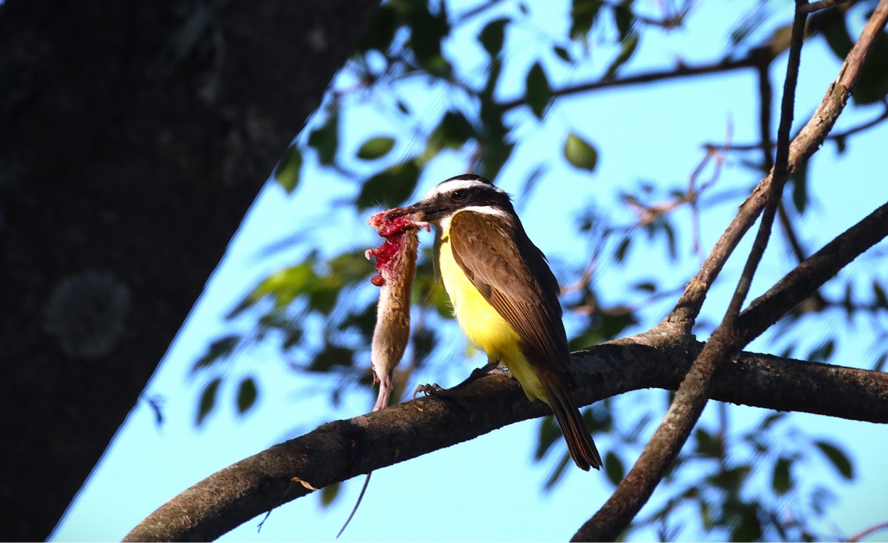 "La naturaleza como madre cruel." de Daniela Maria Vallari