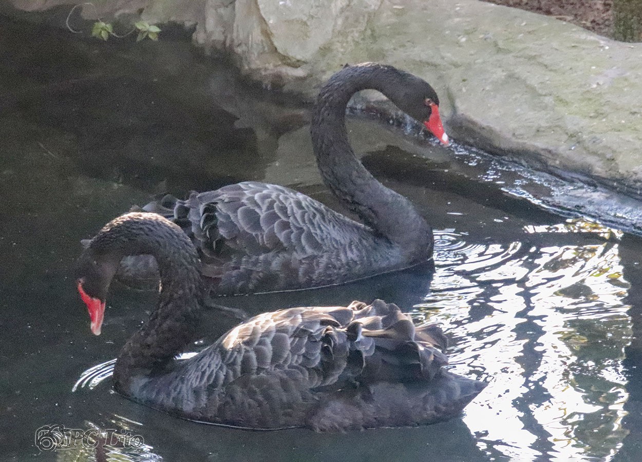 "Cisne negro" de Pascual Cetrangolo Pclito