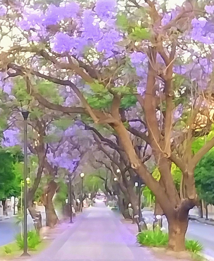 "Jacaranda" de Silvia Olliari