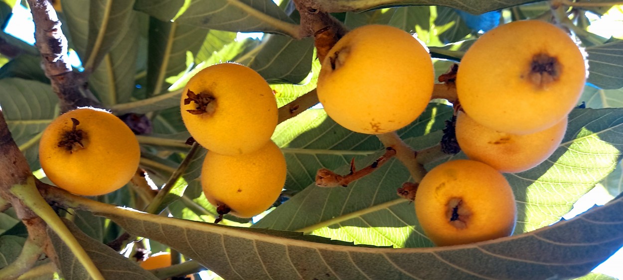 "Maduros" de Patricia Sallete