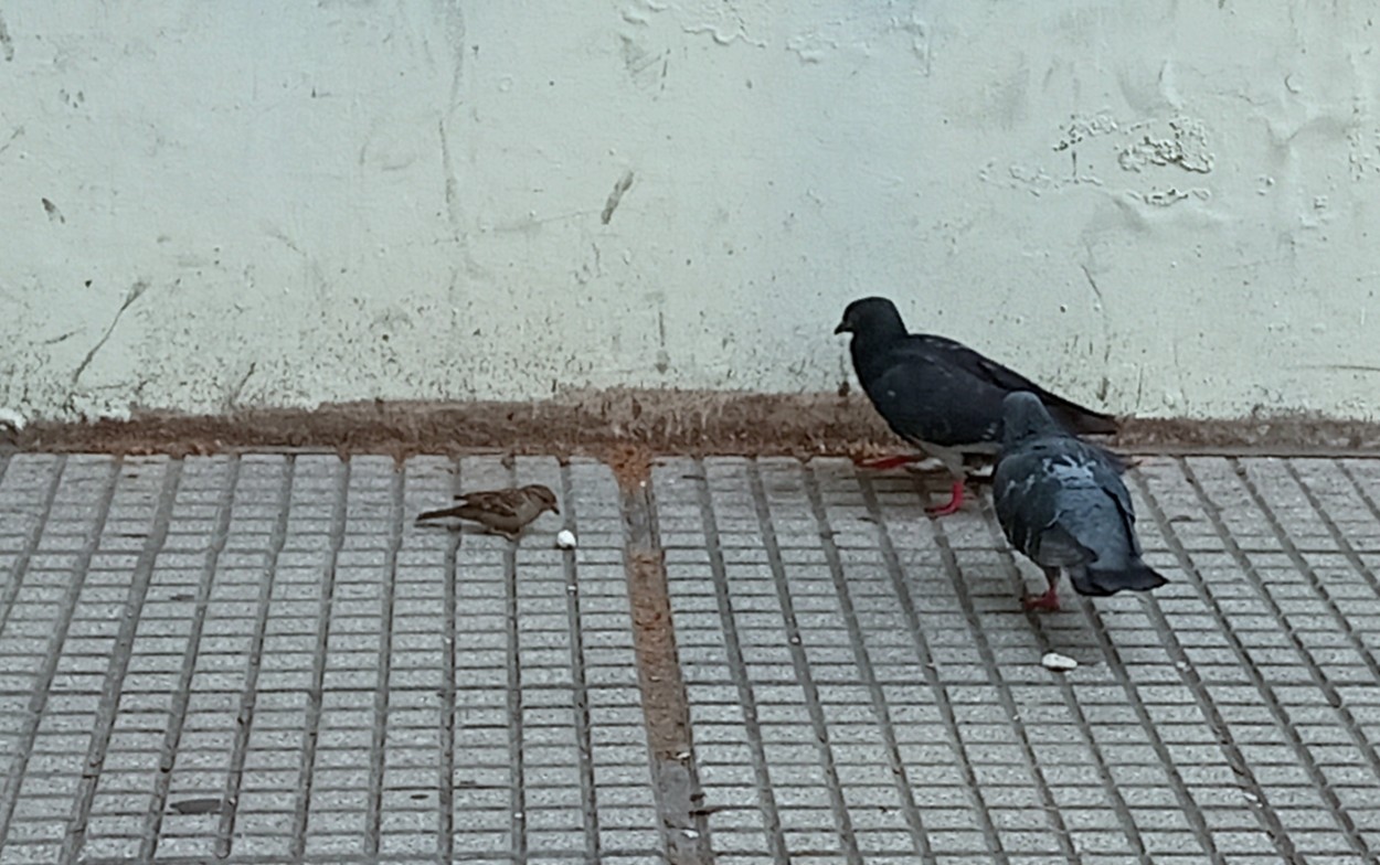 "Compartiendo" de Americo Rosa Pombinho