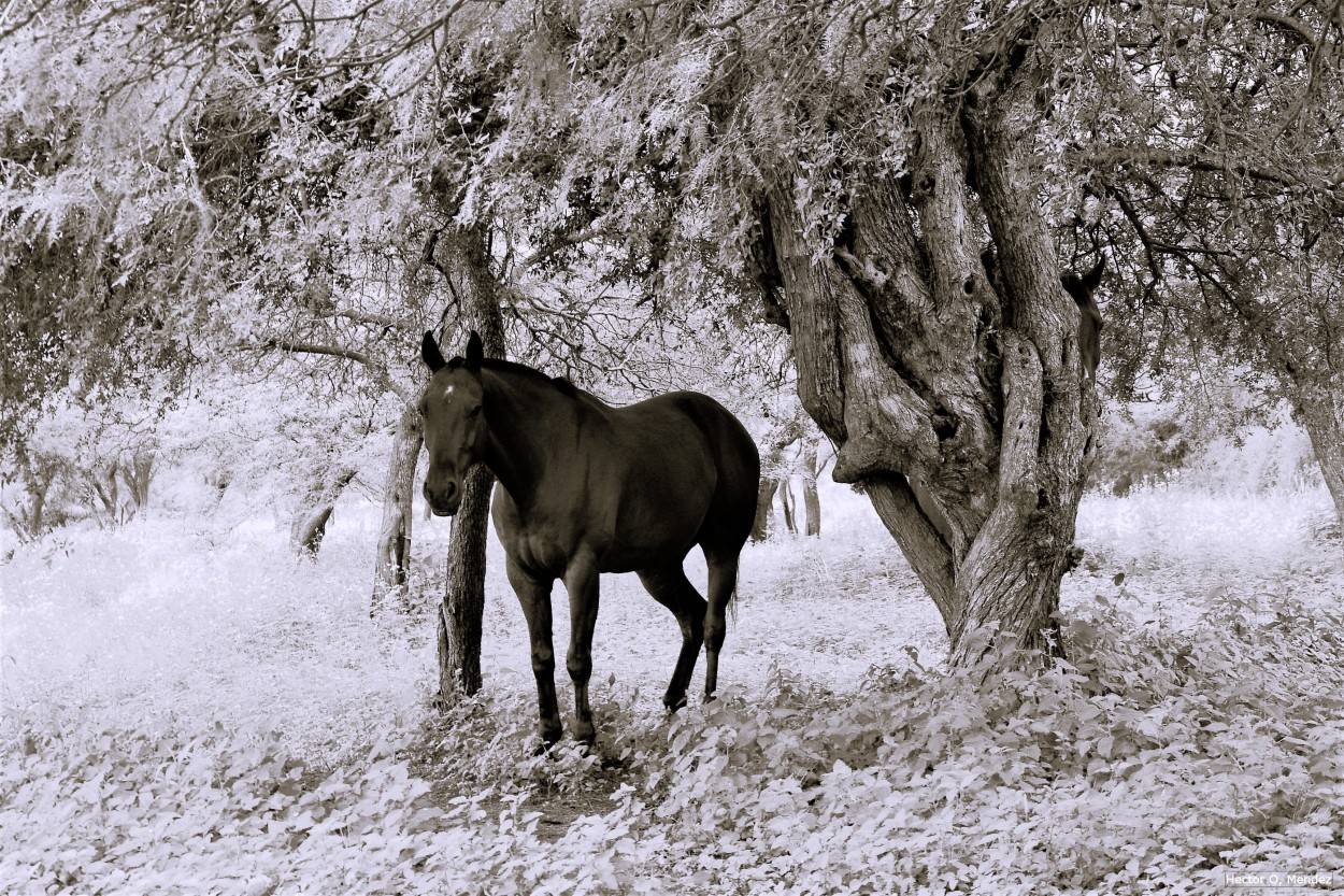 "Sin Ttulo" de Hector Mendez