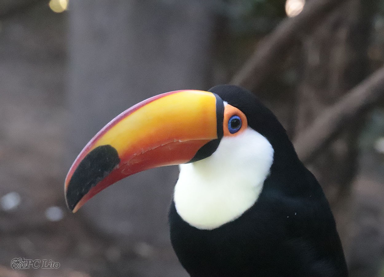 "Tucan" de Pascual Cetrangolo Pclito