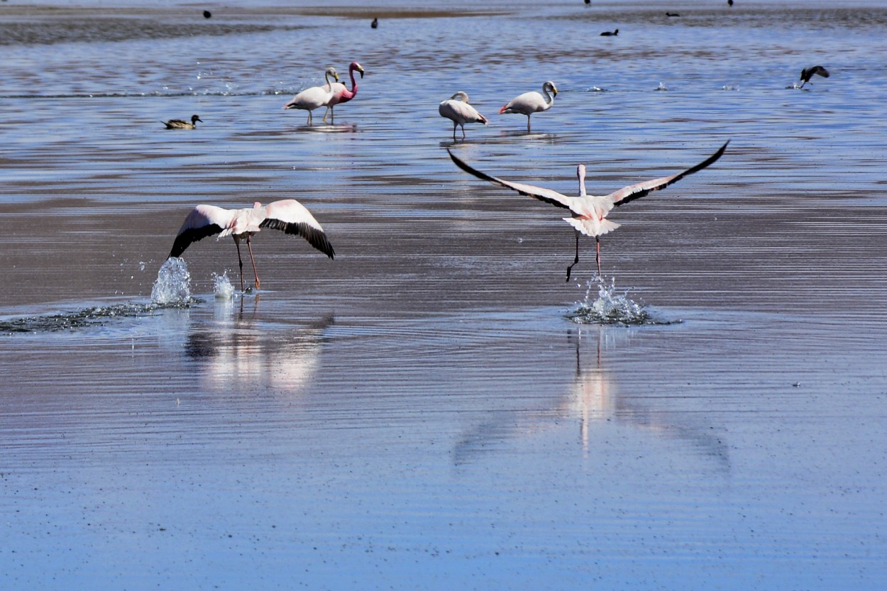 "Vuelo bajo" de Osvaldo Sergio Gagliardi