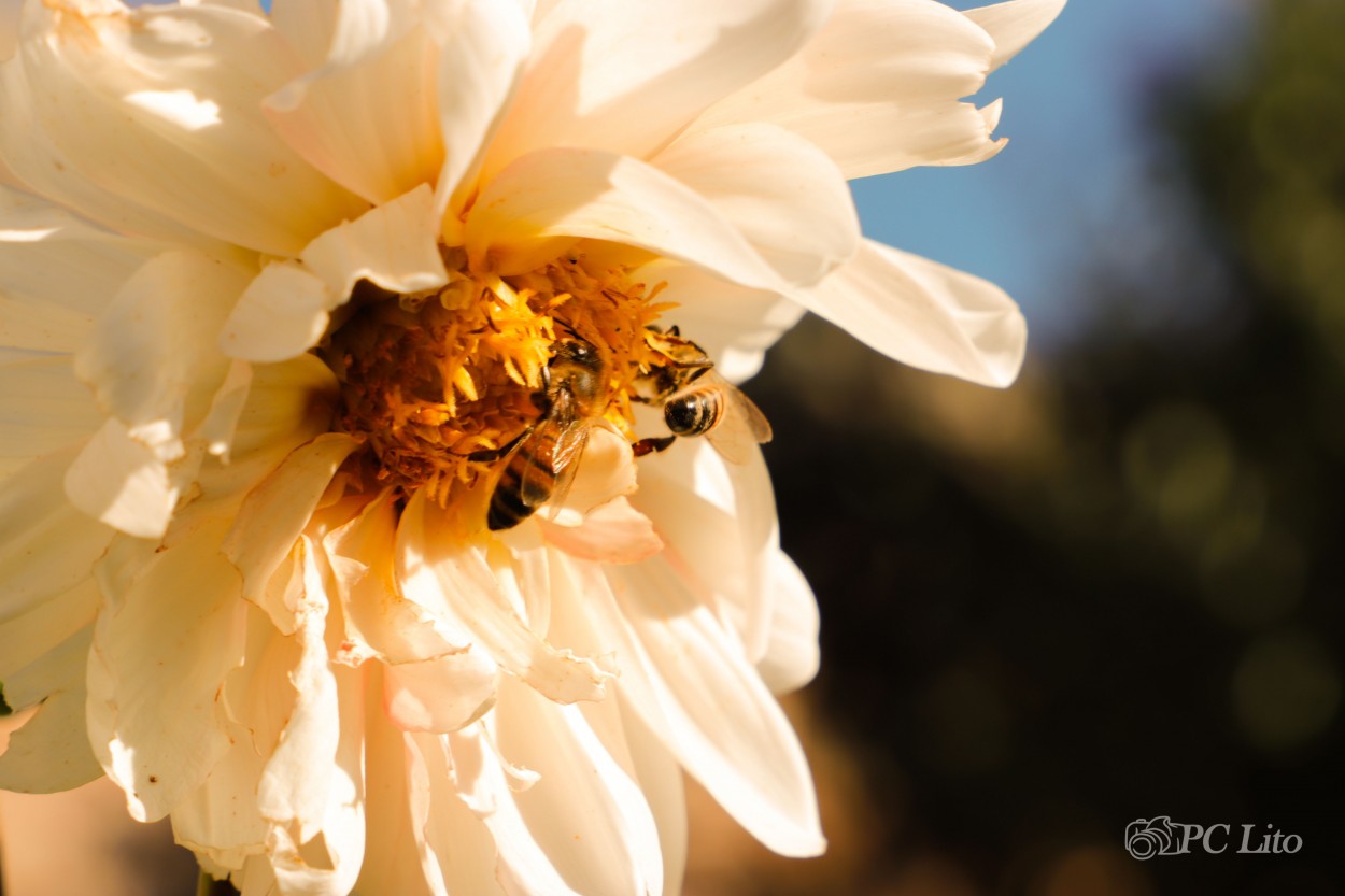 "Nectar" de Pascual Cetrangolo Pclito