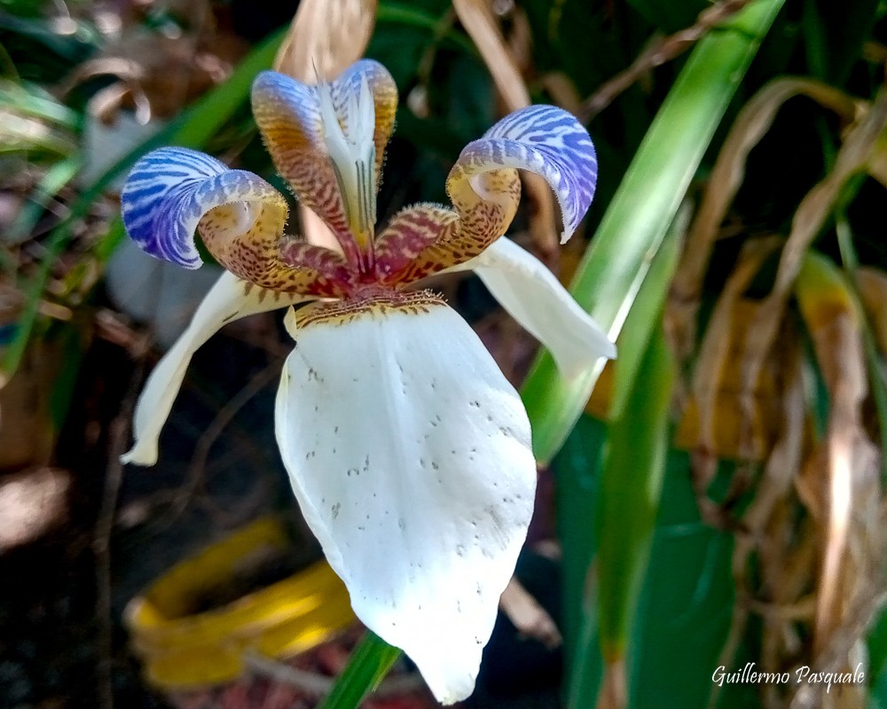 "Flor de un da" de Guillermo Daniel Pasquale