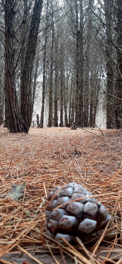 "Cuidemos el bosque!" de Juan Carlos Viegas