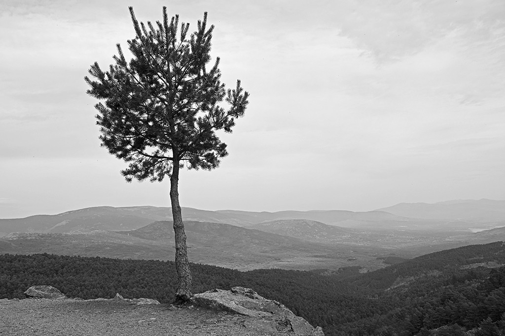 "rbol en la montaa." de Federico Grieco