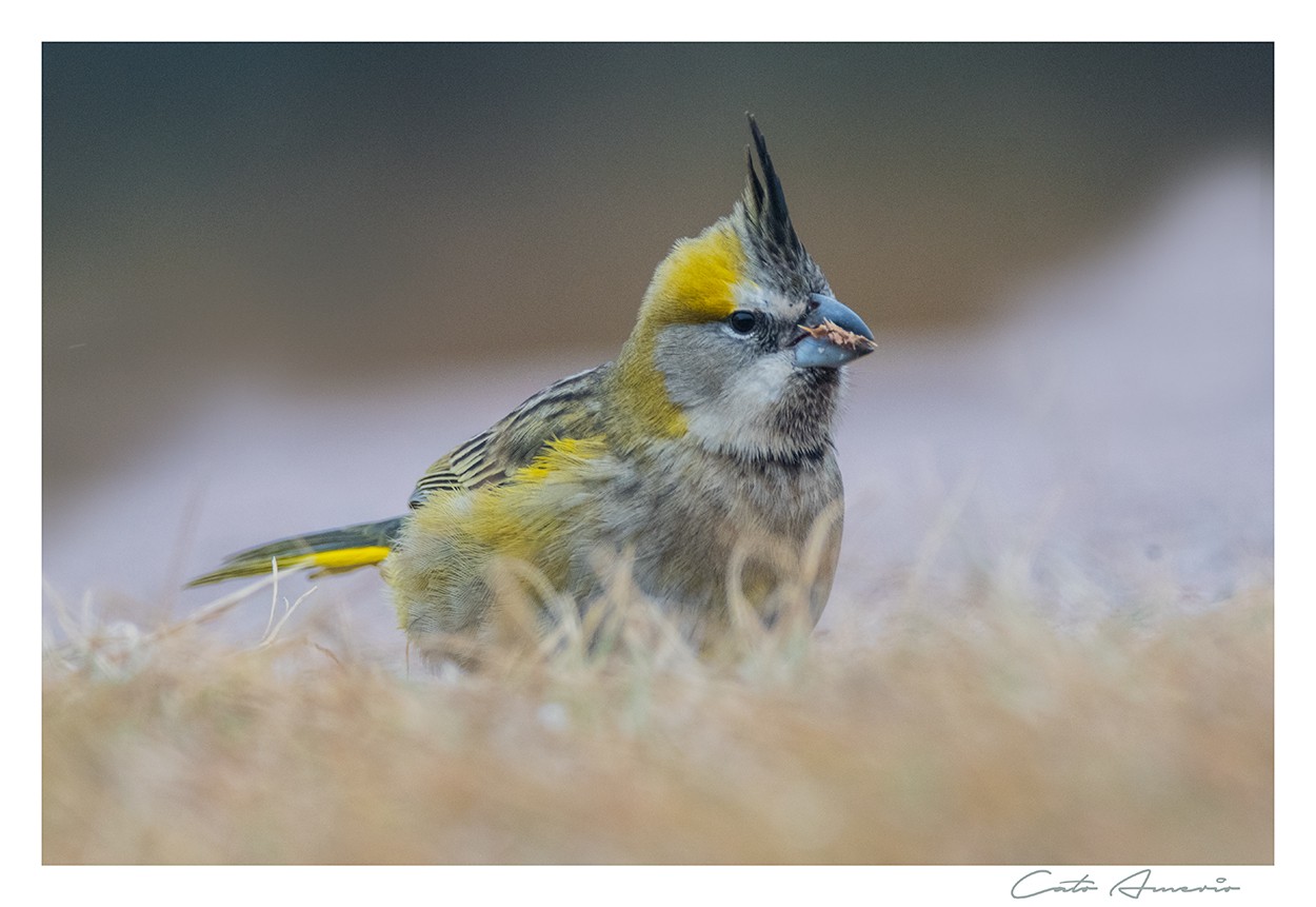 "Cardenal Amarillo" de Carlos Amerio (cato)