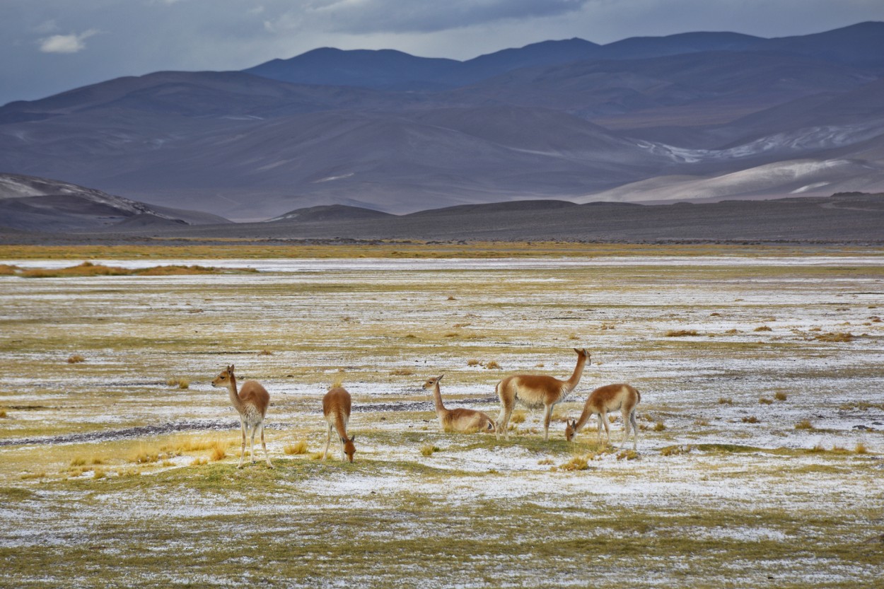 "Alta Catamarca" de Osvaldo Sergio Gagliardi