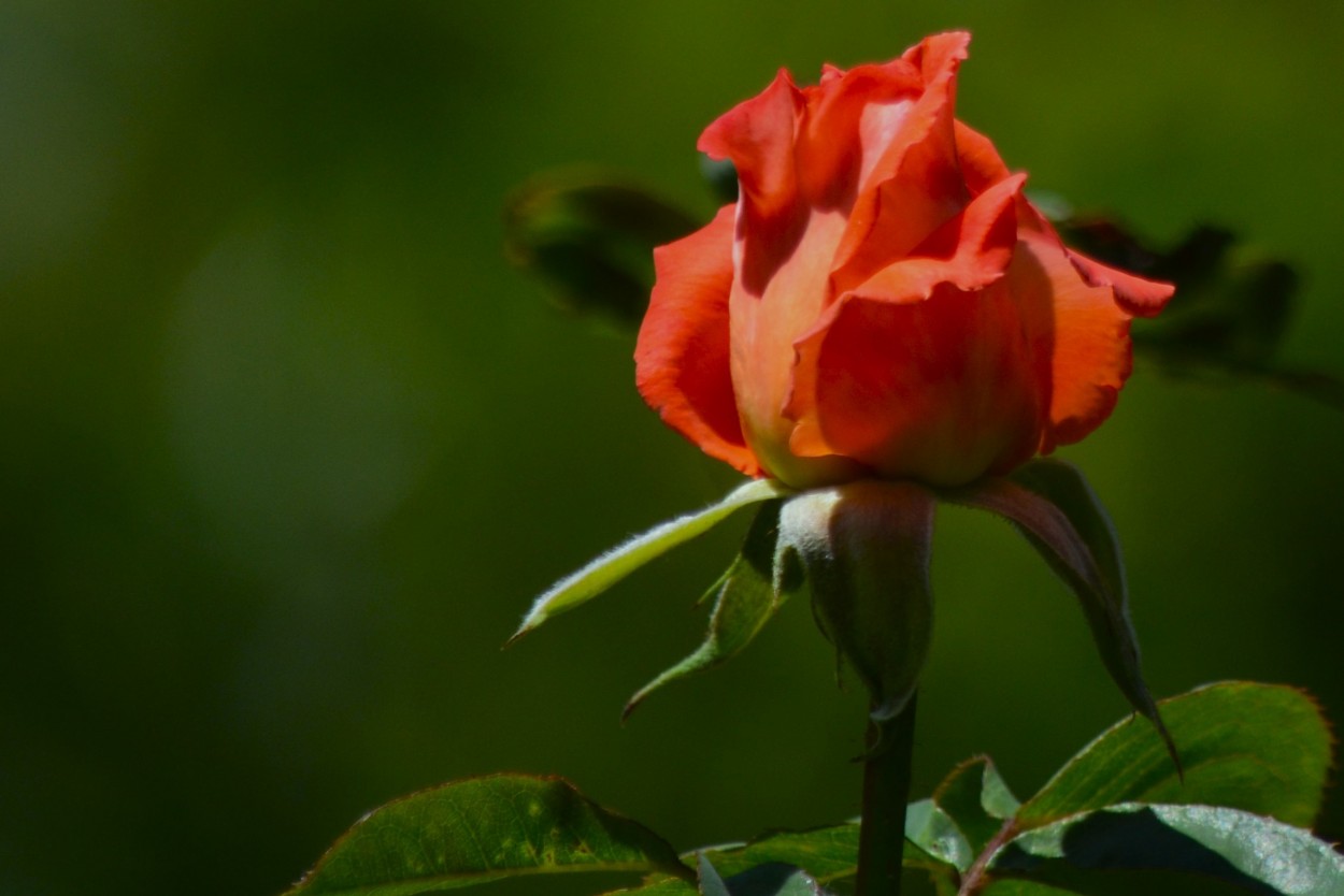 "Rosa nueva" de Dante Luis Franchini