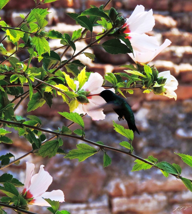 "Pica pica flor" de Jorge Vargas