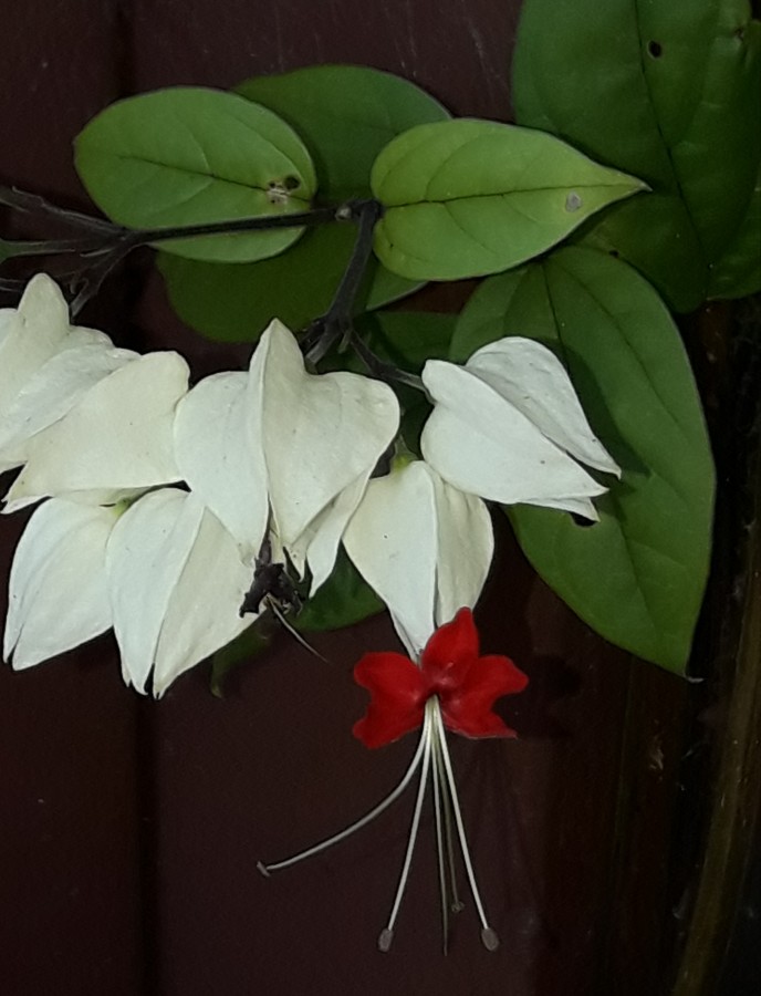 "CLERODENDRUM ...!" de Ruben Perea