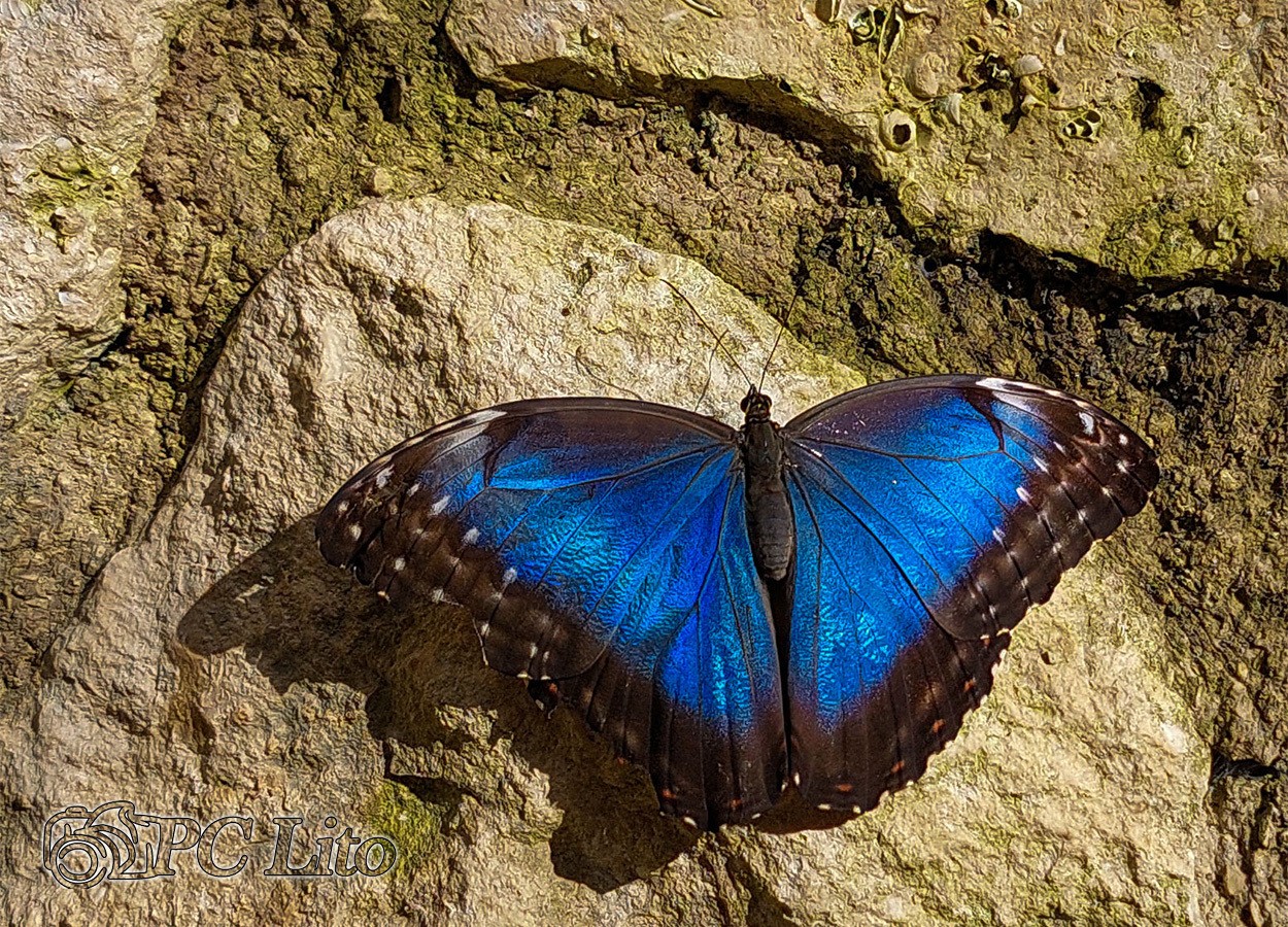 "Azul" de Pascual Cetrangolo Pclito