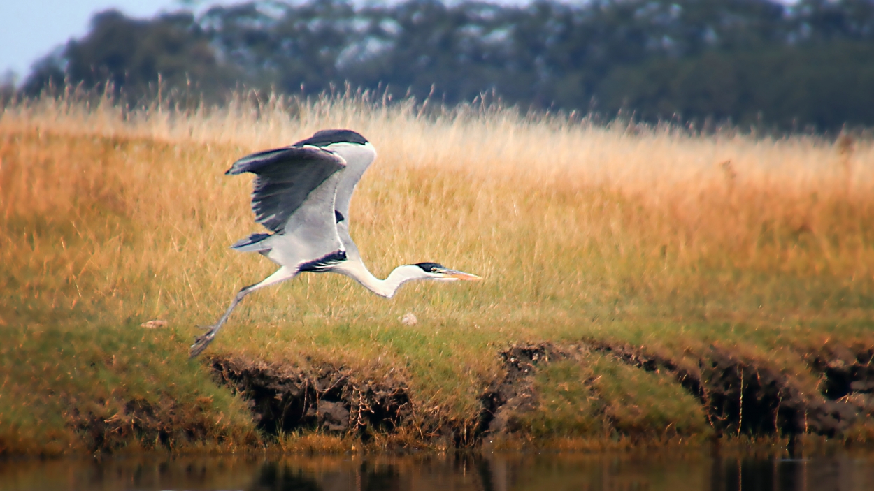 "Garza en vuelo" de Juan Carlos Barilari