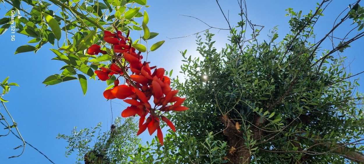 "Nuestra Flor Nacional" de Maria Olivarez