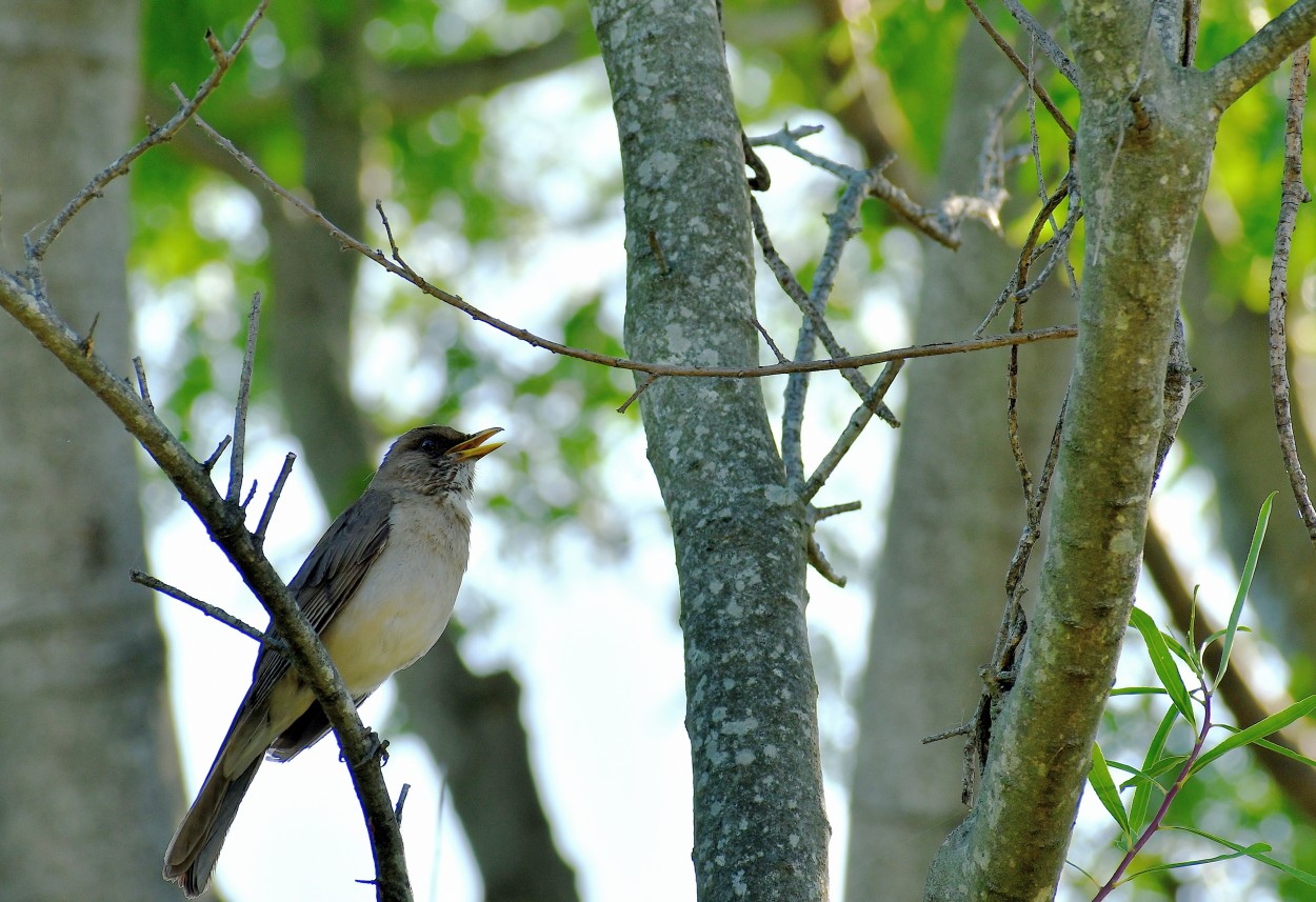 "Pajaro cantor" de Jose Charles Mengeon