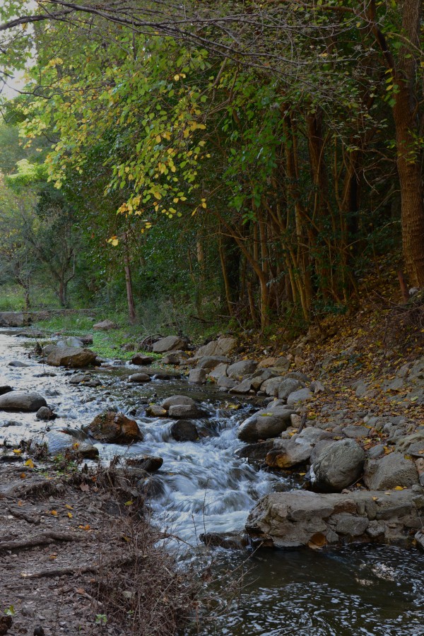 "`Rio Verde`" de Rosana Fabiana Andrada