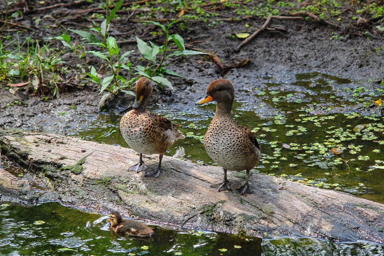 "3 patitos" de Patricio Abel Vera