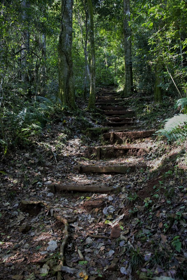 "` Escape al verde`" de Rosana Fabiana Andrada