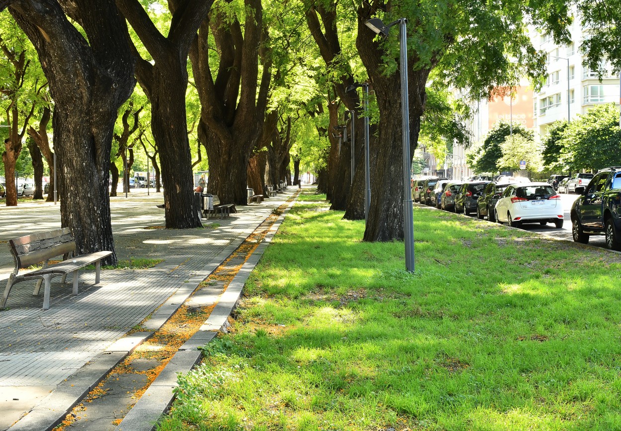 "Paseo arbolado" de Jose Charles Mengeon