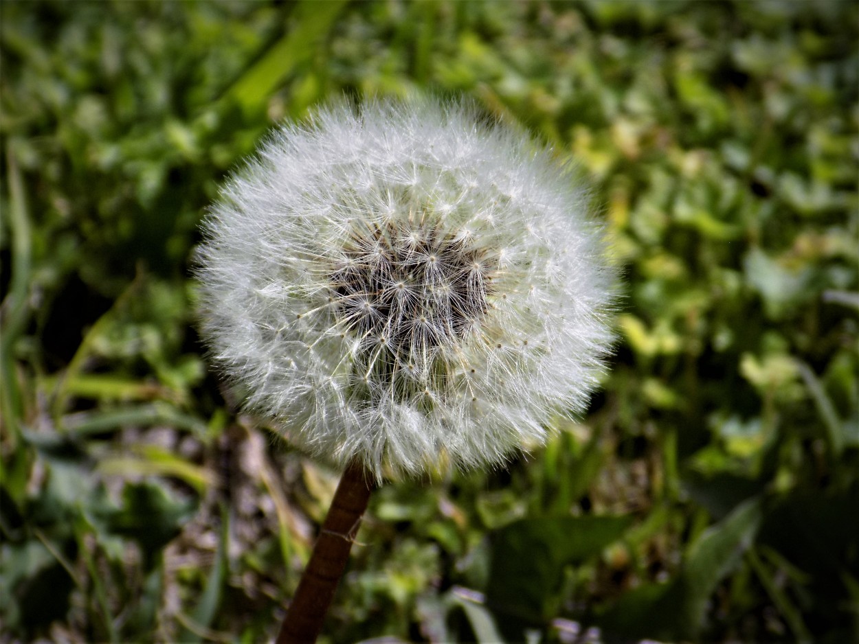 "A soplar!!!" de Lidia Marence