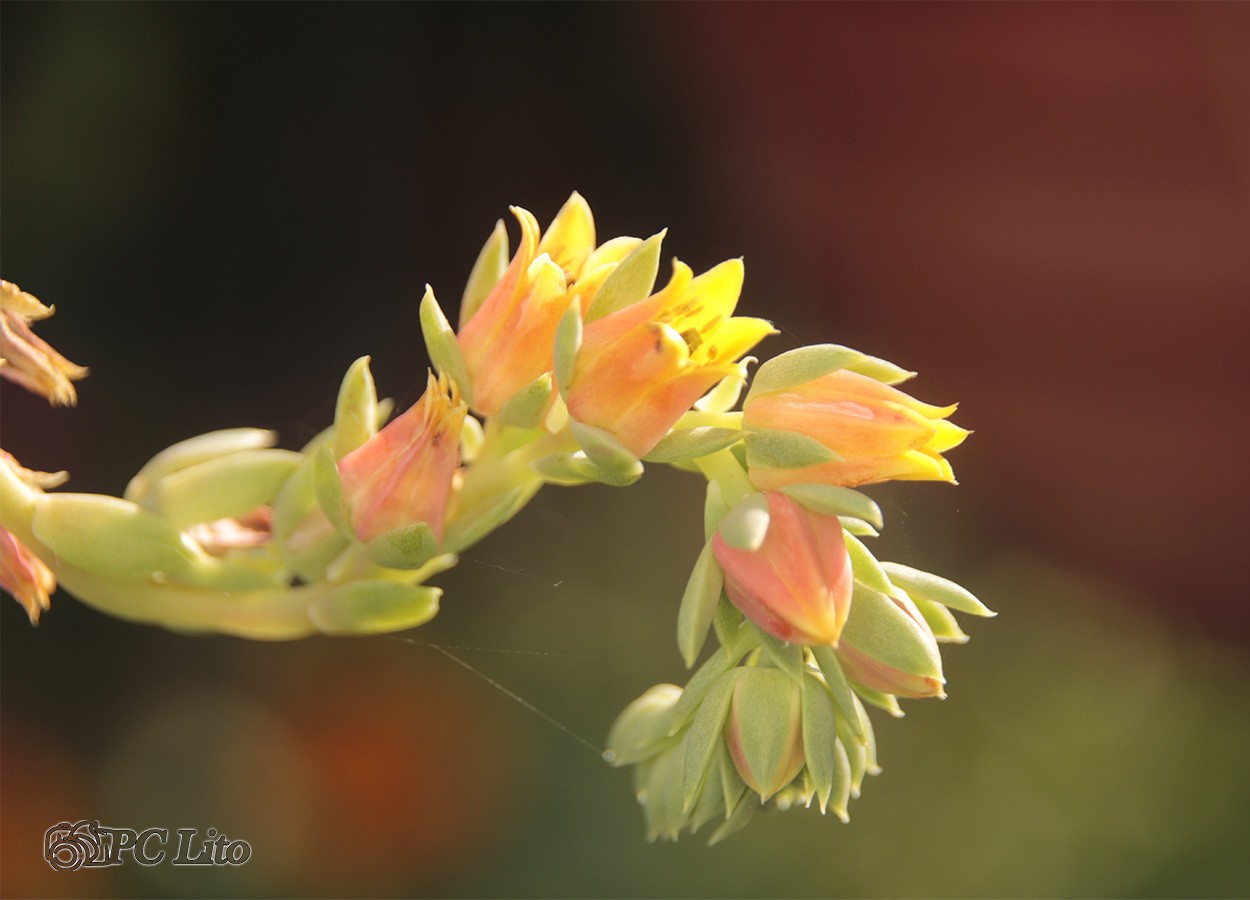 "Contra Flor" de Pascual Cetrangolo Pclito