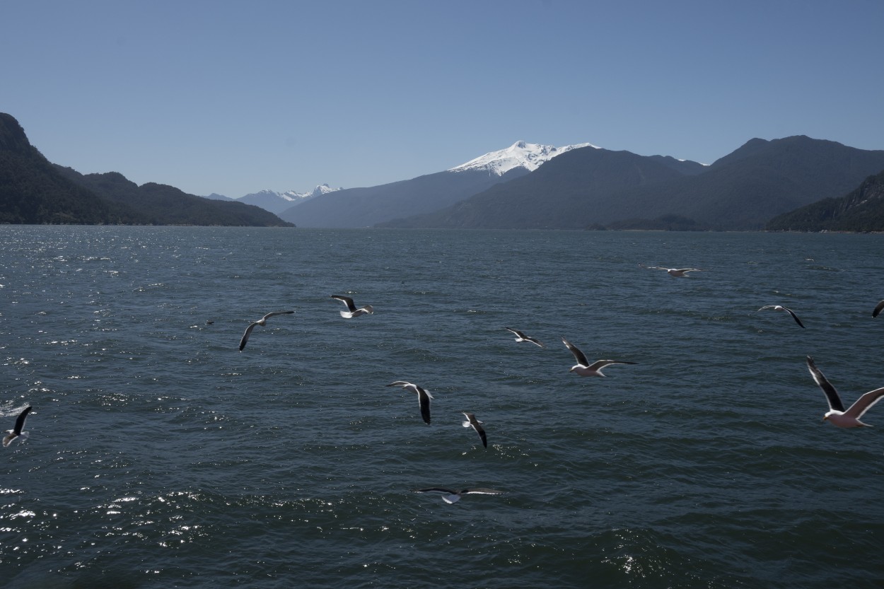 "Navegando entre las gaviotas" de Daniel Oliveros