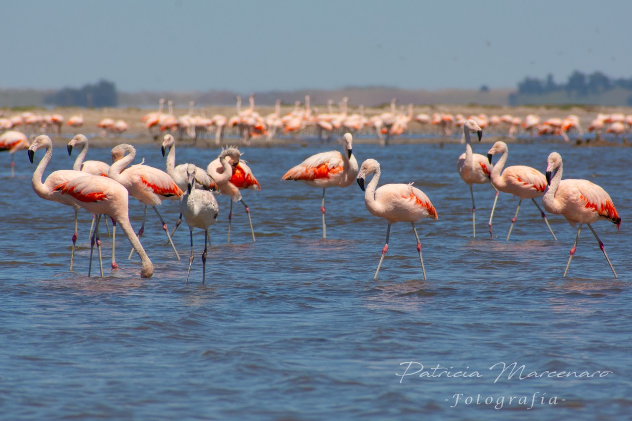 "Flamencos en Epecuen" de Patricia Marcenaro