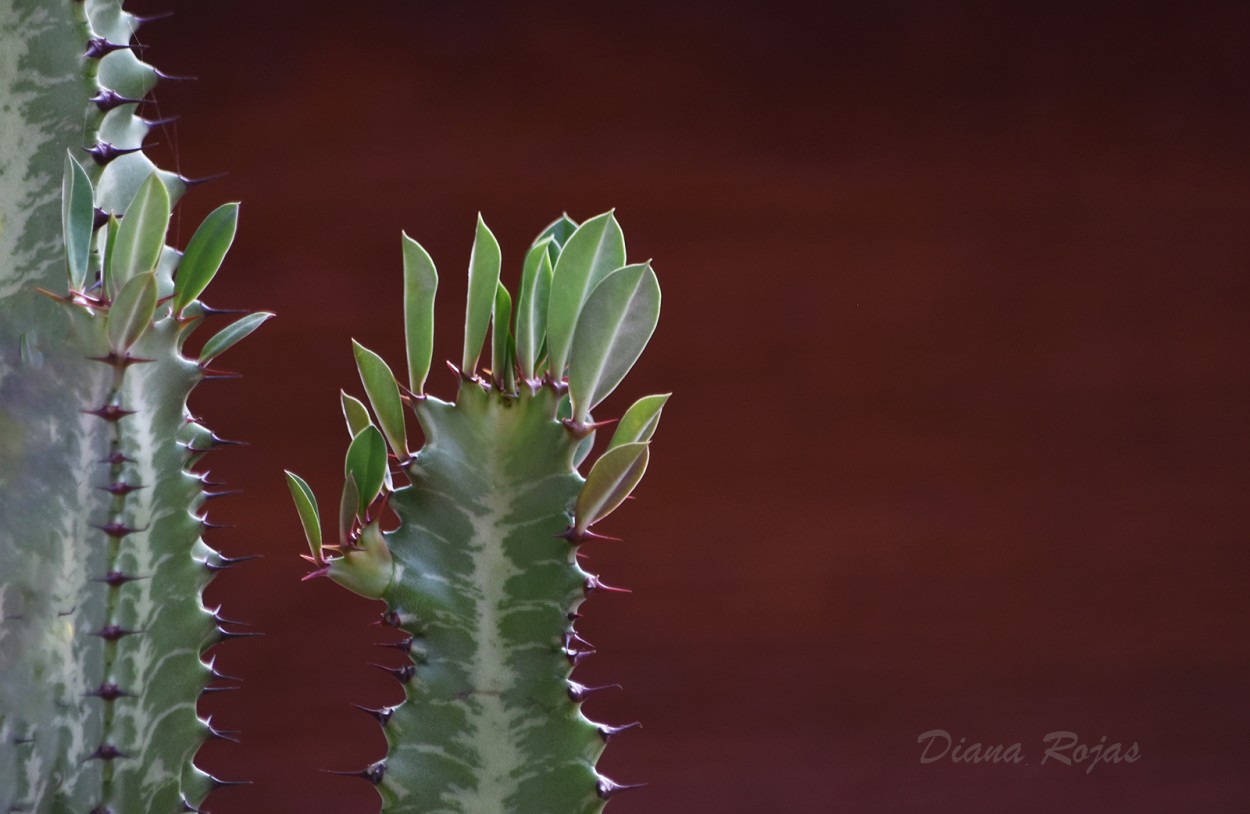 "Mis cactus" de Diana Rojas