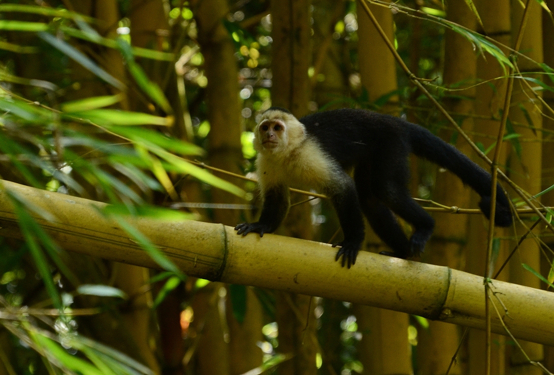 "La selva,su mundo" de Alejandra Di Sipio