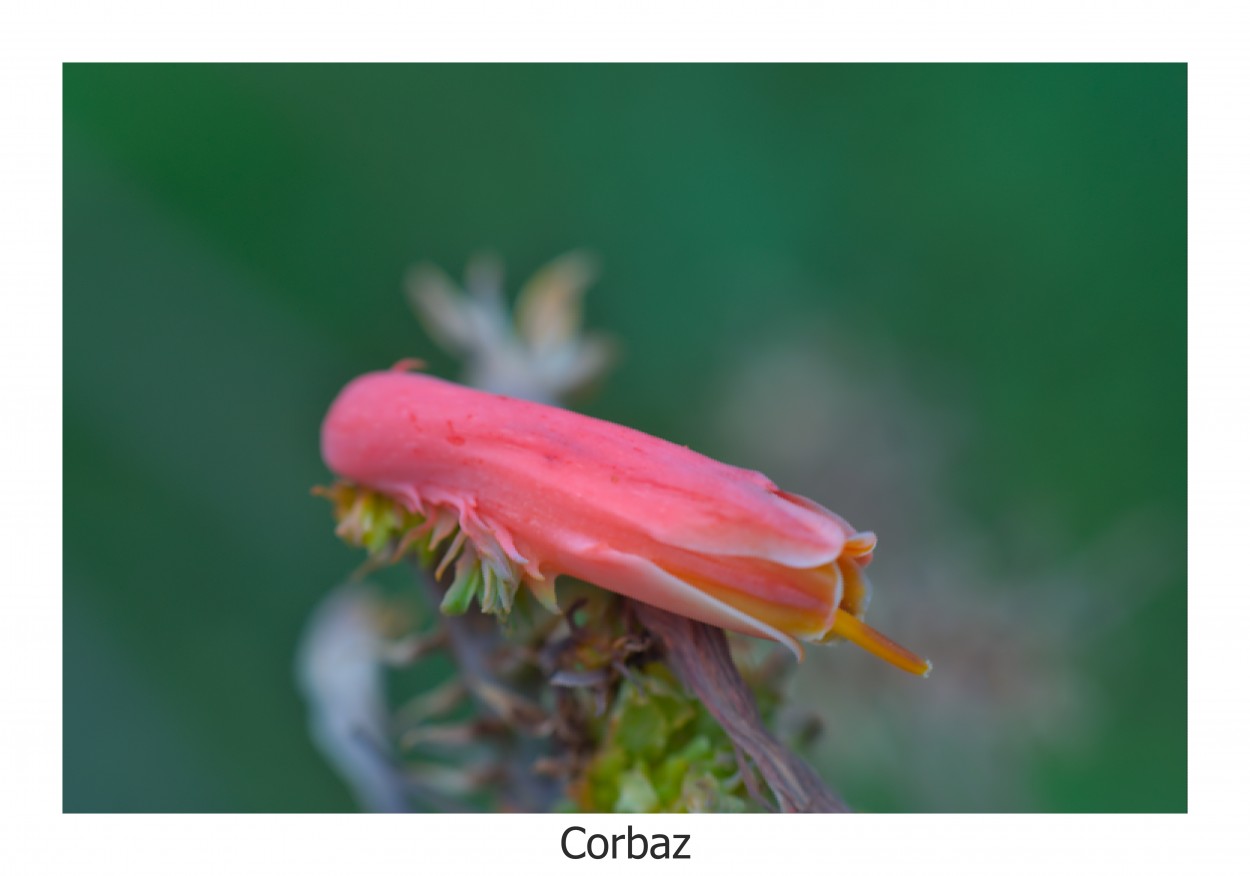 "flor de Aloe" de Alberto Corbaz