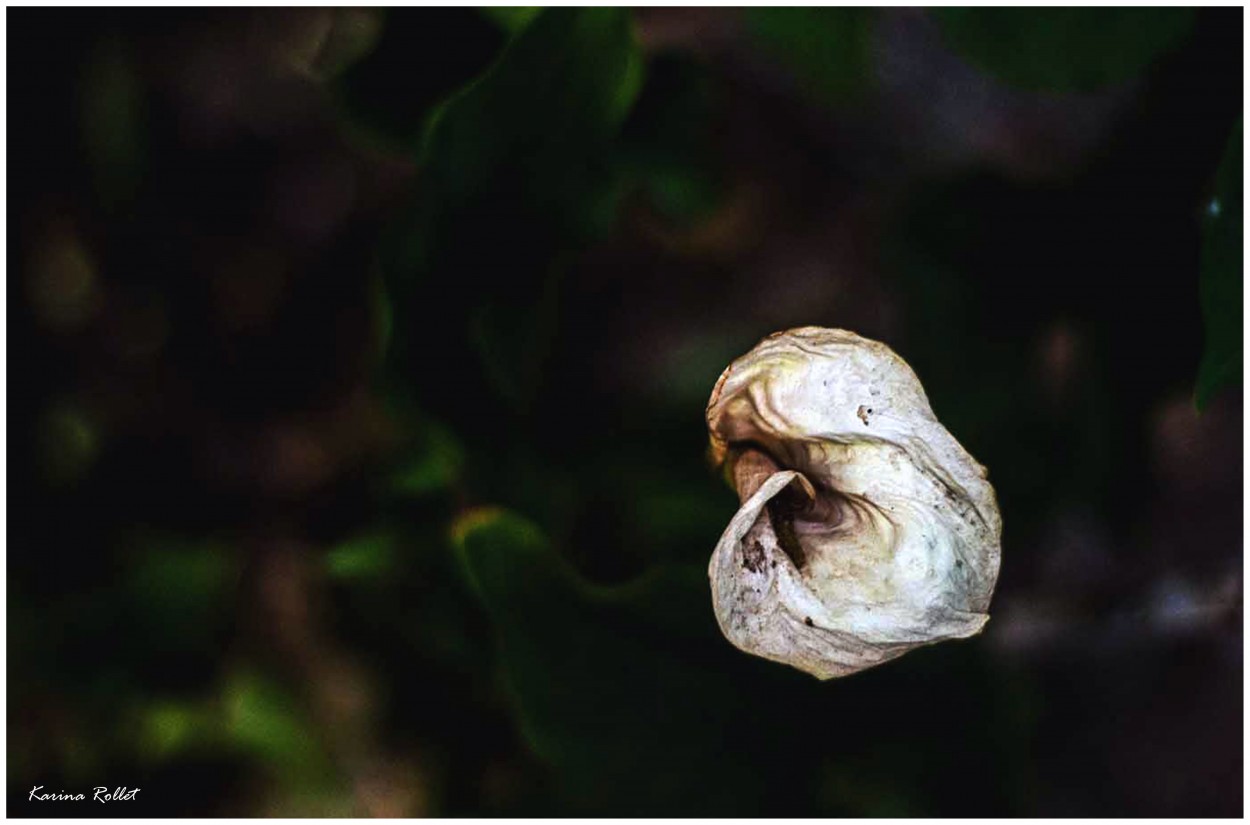 "La naturaleza no es muerta" de Karina Rollet