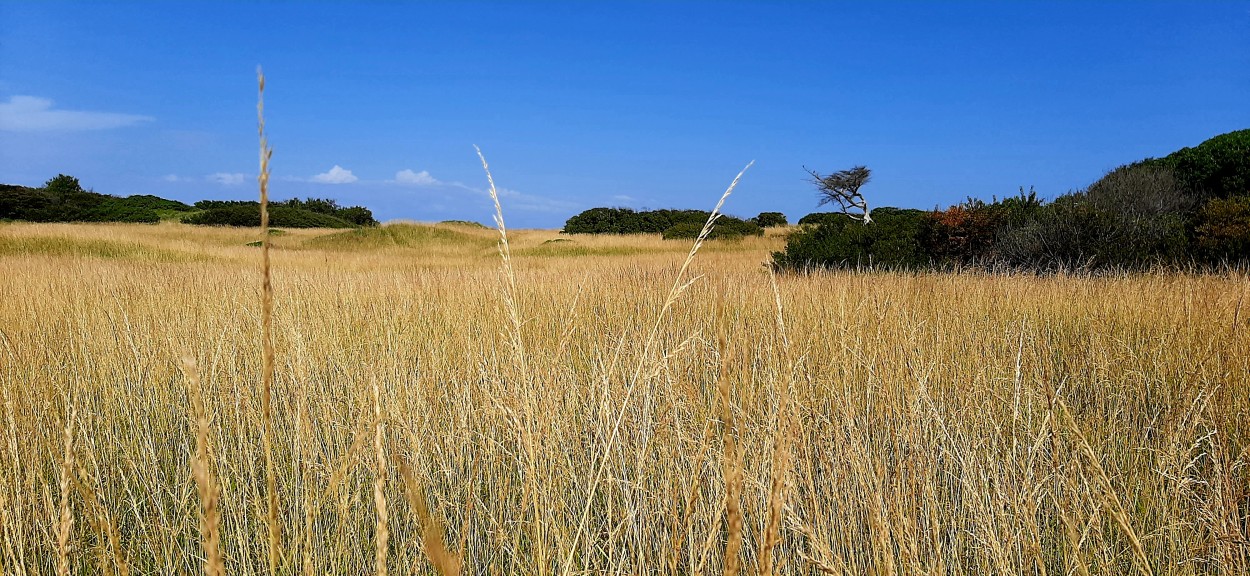 "Entre dunas" de Juan Carlos Viegas