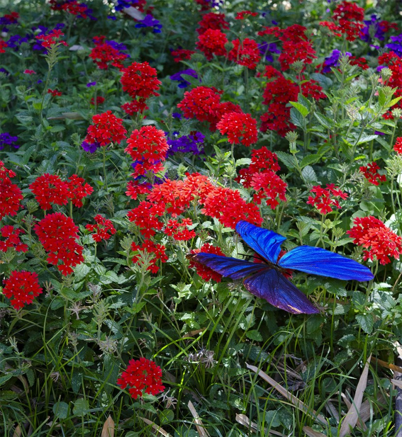 "Mariposa" de Marcelo Horacio Insaurralde