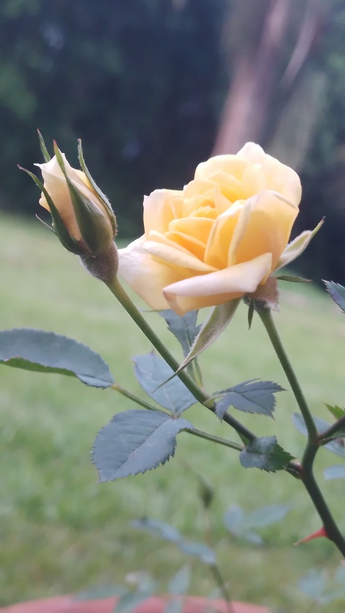 "Te regalo esta rosa..." de Marcela Fabiana Pereyra