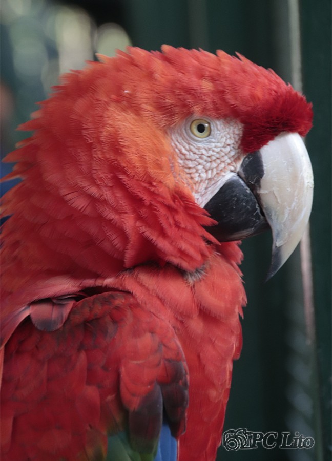 "PapaGallo" de Pascual Cetrangolo Pclito