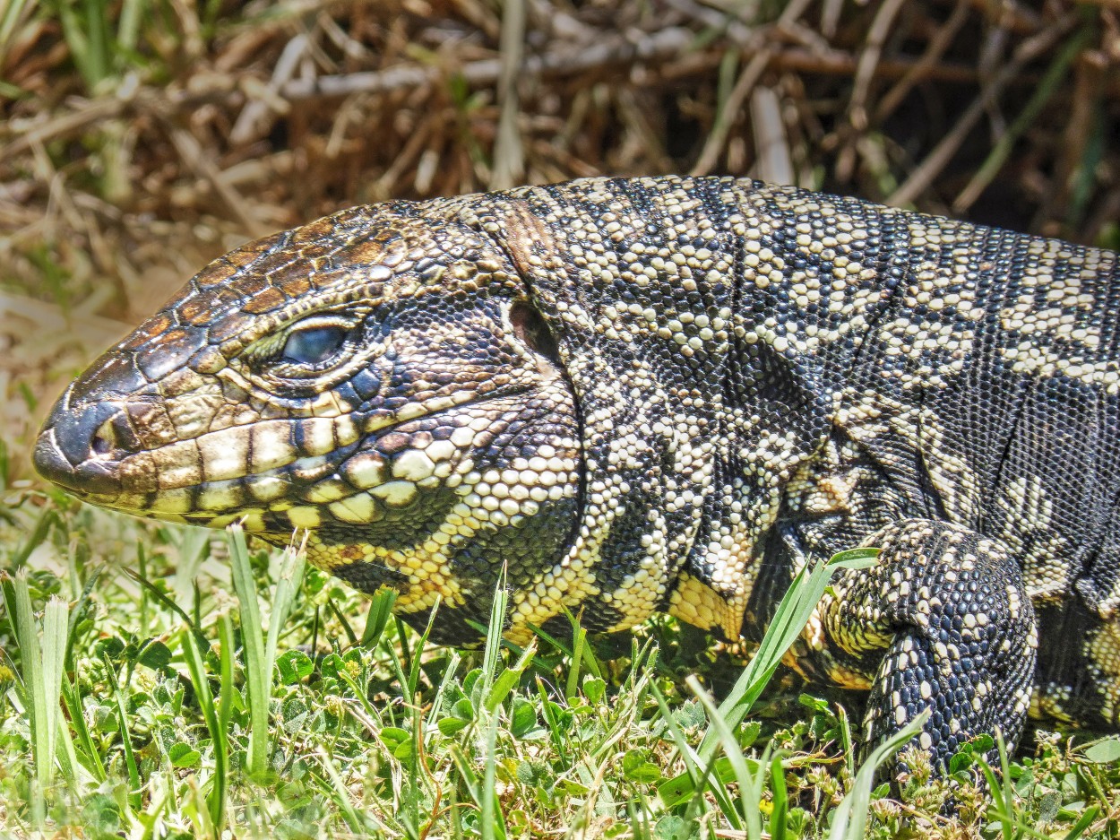 "Lagarto overo" de Kile Zabala