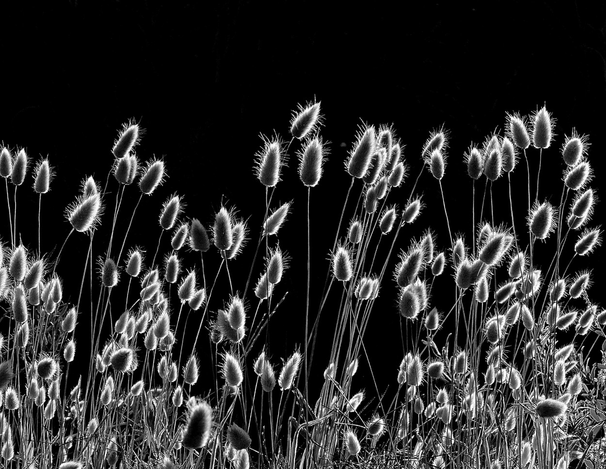 "Plumeritos en byn" de Silvia Olliari