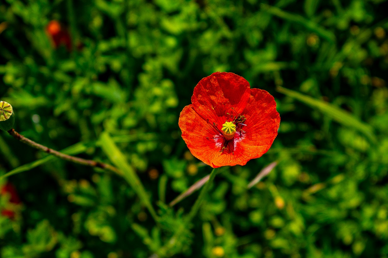 "Amapola" de Natalia Sanchez Abatte