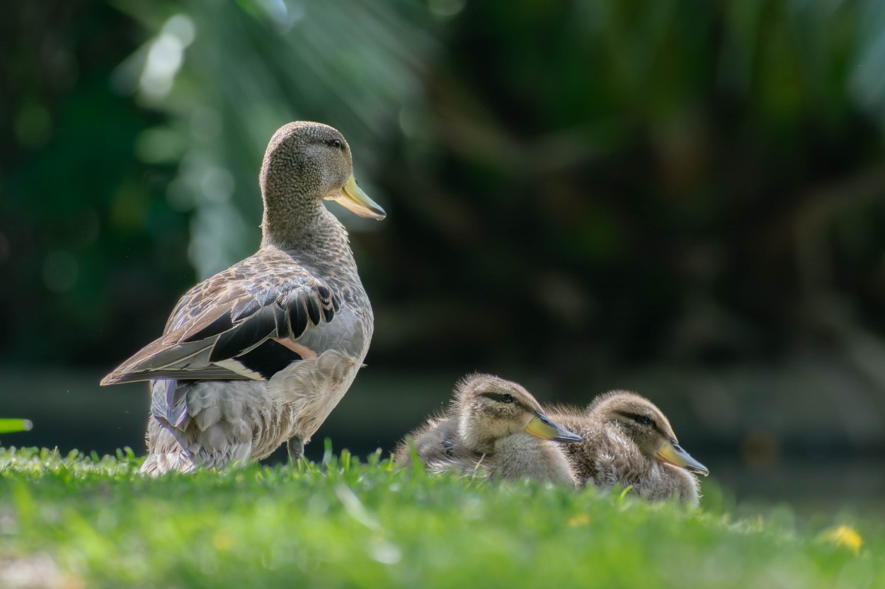 "Patitos" de Carlos Greco