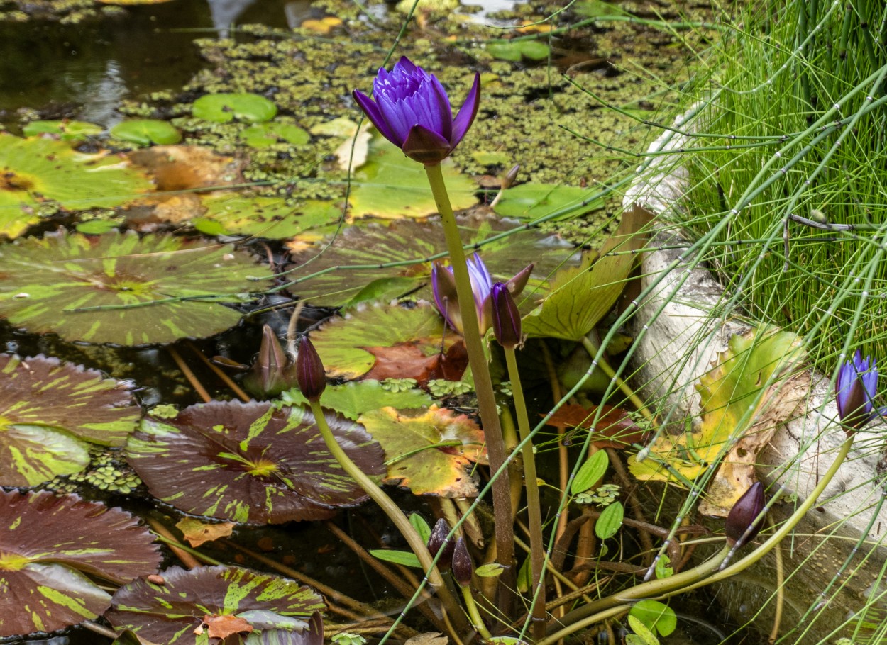 "The purple ninfa..." de Beatriz Neto