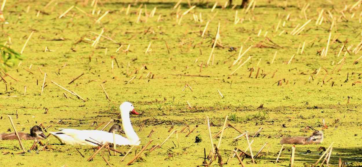 "Mam pato" de Jose Charles Mengeon