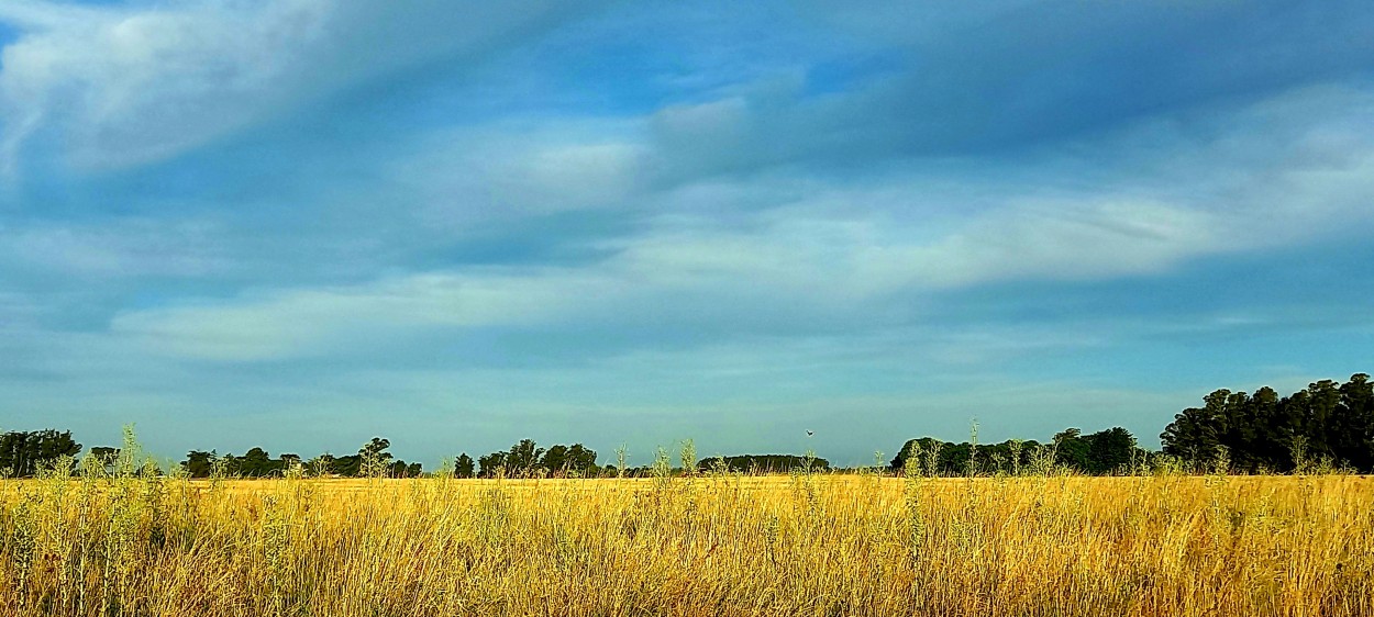 "Mi Paz." de Patricia Sallete