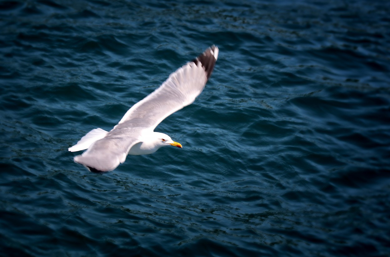 "La gaviota" de Juan Carlos Barilari