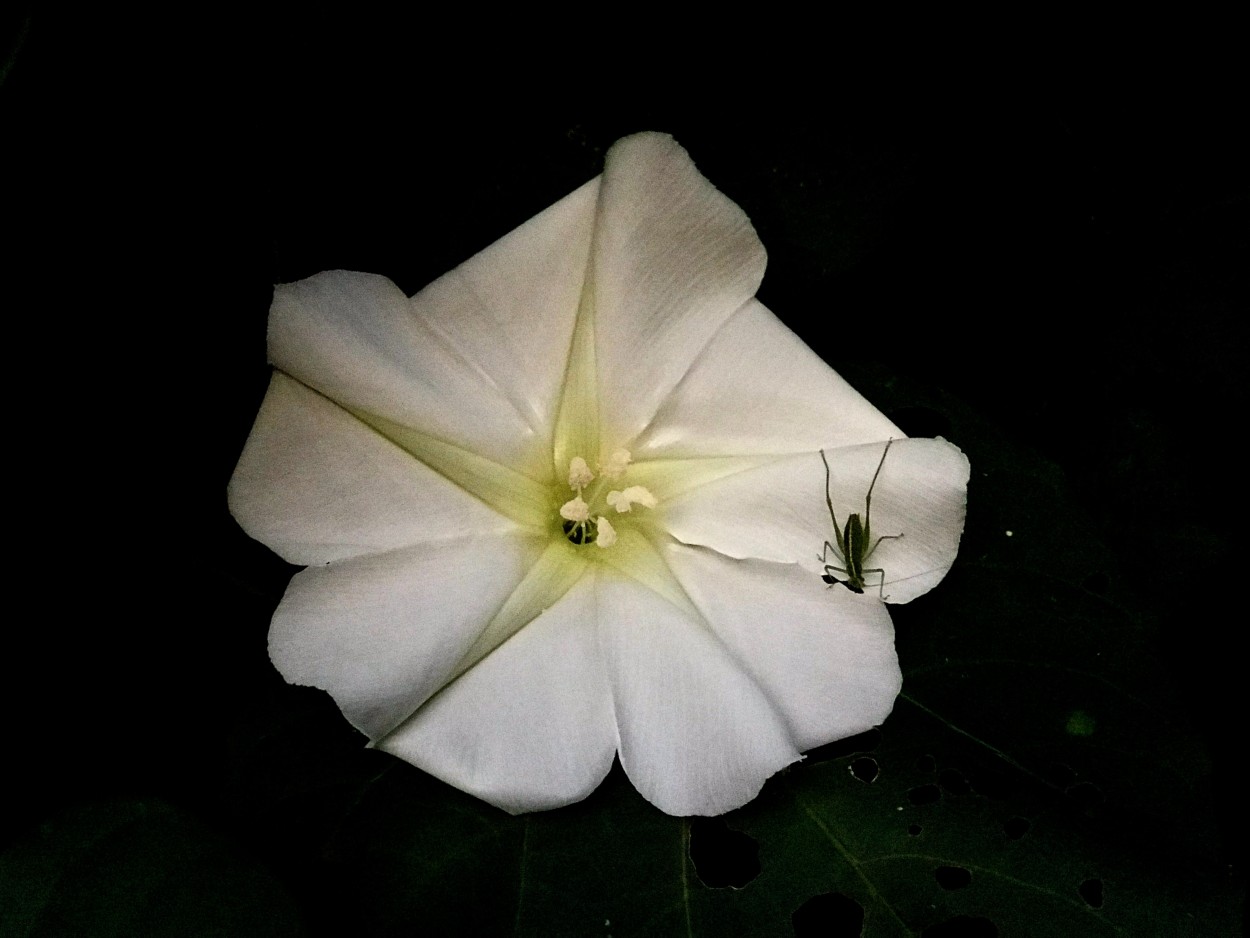 "Dama de noche." de Maria Ines Ferrando