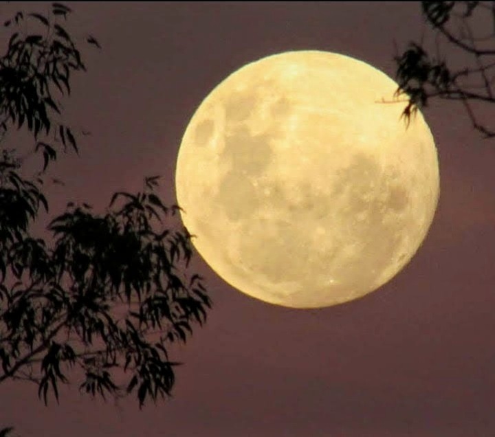 "Luna llena en el campo" de Daniela Palma